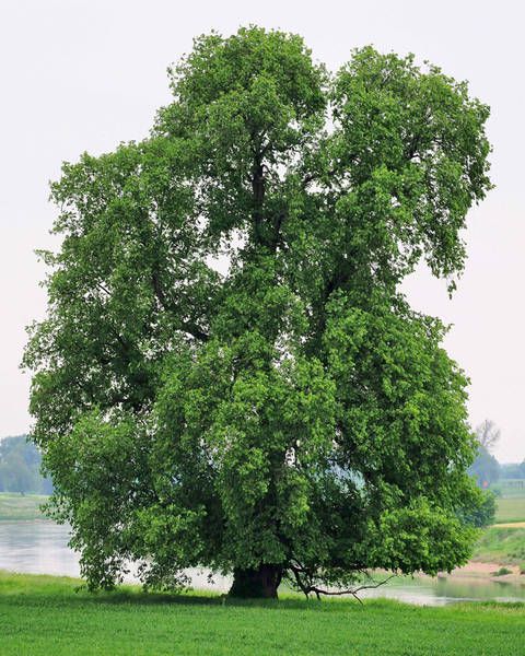 Baum Des Jahres Garten Und Landschaftsbauer Pforzheim Ebel